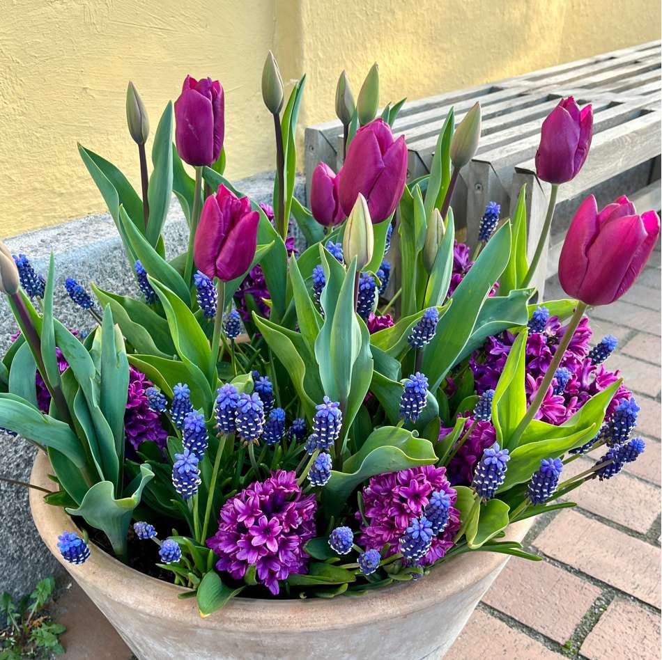 'Deep Purple' lökblandning